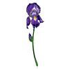 Exclusive Iris Enamel Brooch, image 