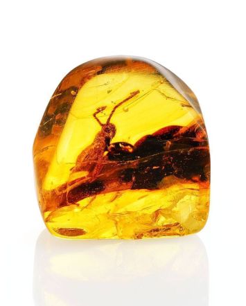Amber Stone With Grasshopper Inclusion, image 