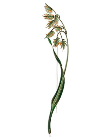 Refined Canary Grass Motif Enamel Brooch, image 
