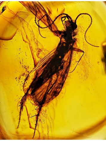 Amber Ring With Inclusion In Gold The Clio, Ring Size: 6.5 / 17, image , picture 2