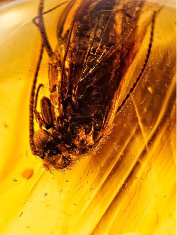 Baltic Amber Ring With Fly Inclusion The Clio, Ring Size: 6 / 16.5, image , picture 3
