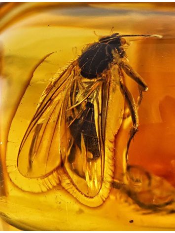 Natural Amber Gold Ring With Insect Inclusion The Clio, Ring Size: 6.5 / 17, image , picture 3