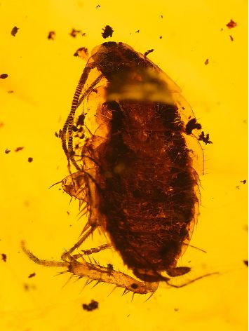 Organic Shape Amber With Fossil Insects Pendant The Clio Collection, image , picture 2