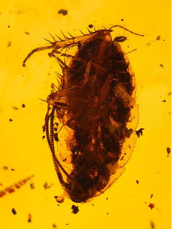Organic Shape Amber With Fossil Insects Pendant The Clio Collection, image , picture 3
