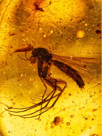 Stylish Amber With Fossil Mosquito Ring The Clio, Ring Size: Adjustable, image , picture 4