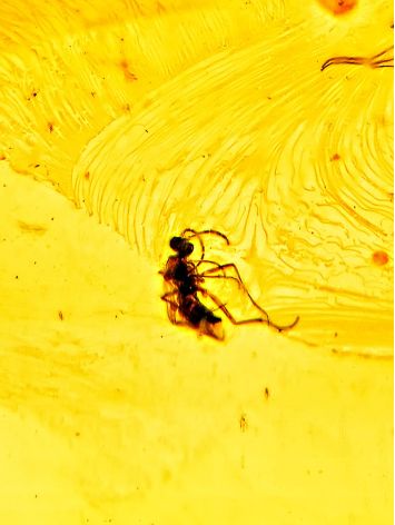 One Of A Kind Amber With Fossil Insect Pendant The Clio, image , picture 5