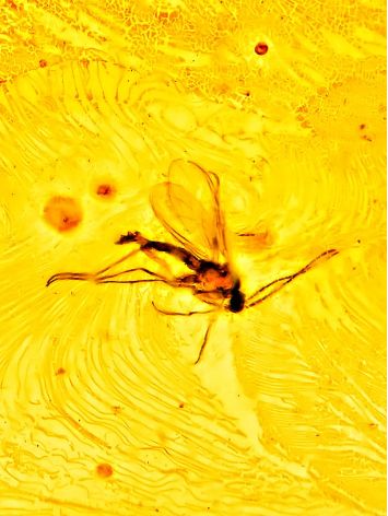 One Of A Kind Amber With Fossil Insect Pendant The Clio, image , picture 6