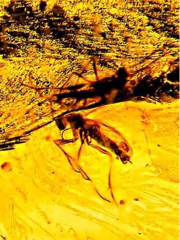 One Of A Kind Amber With Fossil Insect Pendant The Clio, image , picture 4