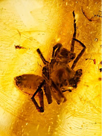 Alluring Natural Amber With Fossil Spider Cocktail Ring The Clio, Ring Size: Adjustable, image , picture 2