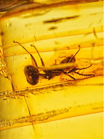Amber Bracelet With Ant Inclusion, image , picture 4