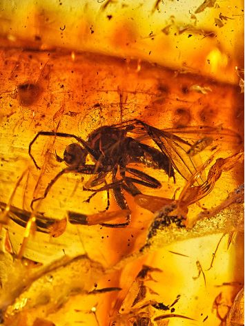 Stunning Dark Amber Cuff Bracelet With Insect Insertion, image , picture 4
