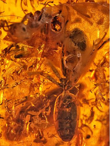 Gorgeous Raw Amber Bracelet With Insect Inclusion, image , picture 4