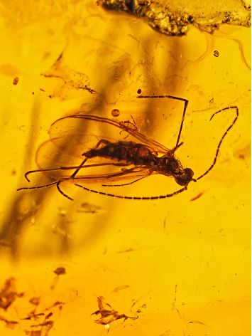 Exclusive Dark Amber Bracelet With Insect Inclusion, image , picture 4