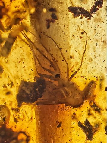 Exclusive Dark Amber Bracelet With Insect Insertion, image , picture 4
