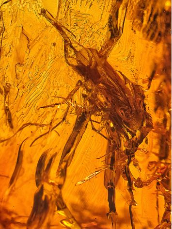 Voluminous Amber With Inclusion Cuff Bracelet, image , picture 3