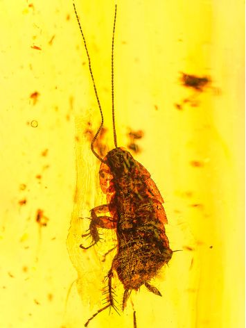 Natural Amber With Insect, image , picture 2