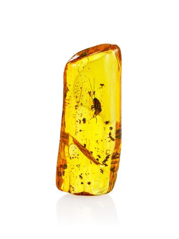 Natural Amber With Insect, image 