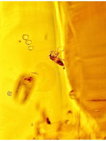 Elongated Amber Stone With Inclusions, image , picture 4