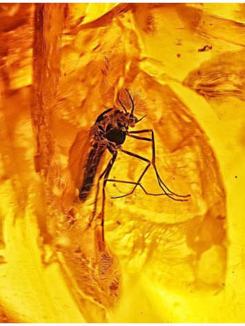 Natural Amber Stone With Mosquito Inclusion, image , picture 2