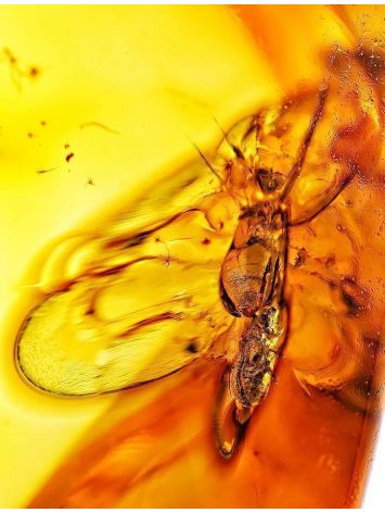 Glossy Amber Stone With Insect Inclusion, image , picture 2
