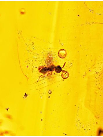 Amber Stone With Insect Inclusion, image , picture 4