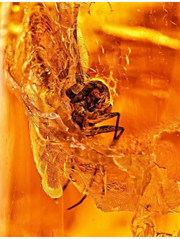 Amber Stone With Insect Inclusion, image , picture 2