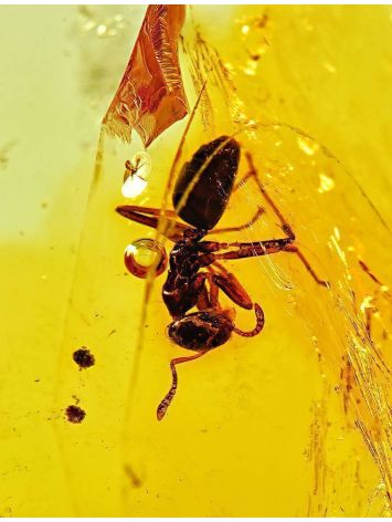 Lemon Amber Stone With Spider Inclusion, image , picture 5