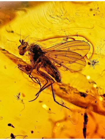 Natural Amber Stone With Insect Inclusion, image , picture 3