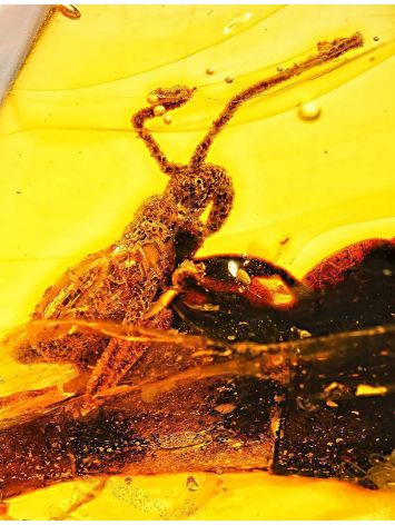 Amber Stone With Grasshopper Inclusion, image , picture 3