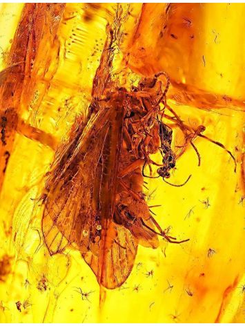 Natural Amber Stone With Insect Inclusion, image , picture 2