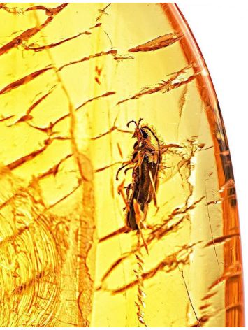 Textured Amber Stone With Fly Inclusion, image , picture 4