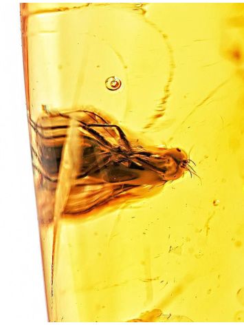 Amber Souvenir Stone With Fly Inclusion, image , picture 3