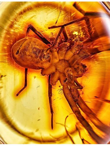 Amber With Inclusion In Gold Ring The Clio, Ring Size: 6 / 16.5, image , picture 2