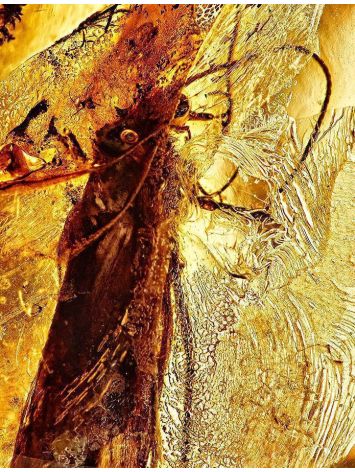 Amber With Insect Inclusion Ring In Gold Plated Silver The Clio, Ring Size: Adjustable, image , picture 3