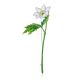 White Anemone Flower Enamel Brooch, image 