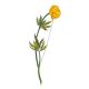 Bright Globe Flower Enamel Brooch, image 