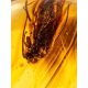 Baltic Amber Ring With Fly Inclusion The Clio, Ring Size: 6 / 16.5, image , picture 3