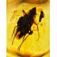 Amber Ring In Gold With Inclusion The Clio, Ring Size: 8 / 18, image , picture 3