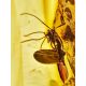 Wooden Amber Ball Pen With Insect Inclusions, image , picture 4
