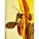 Wooden Amber Ball Pen With Insect Inclusions, image , picture 3