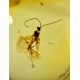 Dangle Amber Earrings In Sterling Silver With Inclusions The Clio, image , picture 4