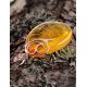 Lemon Amber Teardrop Pendant In Gold-Plated Silver The Cascade, image , picture 4