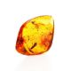 Natural Amber Stone With Insect Inclusion, image 