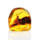 Amber Stone With Grasshopper Inclusion, image 