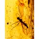 Amber With Fossil Midge Adjustable Ring The Clio, Ring Size: Adjustable, image , picture 2