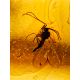 Exclusive Natural Amber With Fossil Midge Ring The Clio, Ring Size: Adjustable, image , picture 3