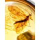 Classy Amber With Fossil Insect Ring The Clio, Ring Size: Adjustable, image , picture 2