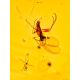 Natural Amber With Fossil Insects Drop Earrings The Clio, image , picture 4