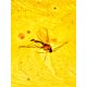 One Of A Kind Amber With Fossil Insect Pendant The Clio, image , picture 6
