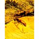One Of A Kind Amber With Fossil Insect Pendant The Clio, image , picture 4